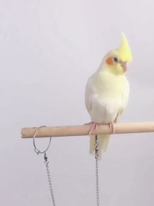 ถูกสุดๆ ราคา โซ่นก ลวดหนา 0.8มม สแตนเลส ห่วงขานก ห่วงนก น้ำหนักเบา ใช้ส่วนนี้ในการเก็บหน้า