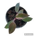 Philodendron Pink Princess

อนุบาลพร้อมส่ง. 