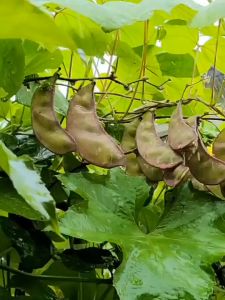 Batao Seeds (10seeds) - Vegetable Seeds