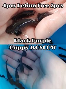[TW_AquaFish] 黑紫莫斯孔雀母鱼四只送两只 4pcs Betina Free 2pcs Black purple MOSCOW Guppy - 4pcs (betina sahaja)