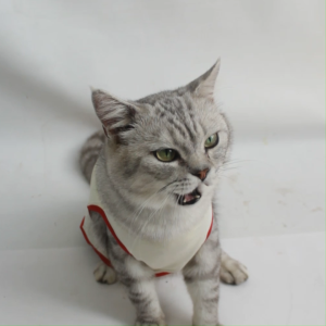 Baju Kucing Anjing Lucu Cowok Cewek Murah - Bukipet Angpau Pocket Tank