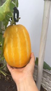 Phân cá hữu cơ chai 1 lit phân cá tốt cho mọi giai đoạn phát triển của cây trồng