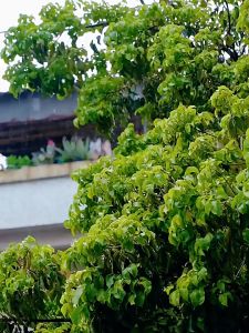 URINGO Clothes close  drying rack  foldable clothes drying rack dryer sheetShoe dryer quick-Drying Clothes Sterilization foldable clothes hanger干衣机 烘幹機 upgrade pink 7-SPEED TIMING