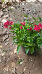 Hoa Diễm Châu - Tổng thể tầm 30-40 cm - Đang Hoa hoặc sắp cho hoa - Trang trí sân vườn!