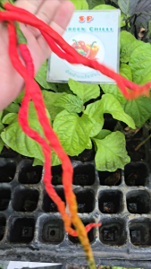 🌶พริกยาวธันเดอร์ เมาน์เทน ลองฮอร์น(Thunder Mountain Longhorn)📌สายพันธุ์นำเข้า