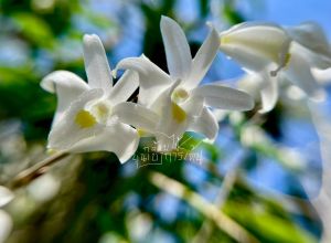 เอื้องมะลิ 🌼หรือกล้วยไม้หวายตะมอย🌼 ดอกมีกลิ่นหอม ดอกสีขาวปากสีเหลือง เกาะขอนไม้ 6 นิ้ว ขนาด 5-8 ลำต้น 1 ไม้/ขุนเขา การ์เด้น