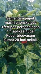 Benih Bibit Cabe Rawit Setan Tipe Stroberi MINTHUL 400 Biji Cap Kujang
