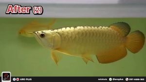 Solid Gold วิตามินเสริมเร่งสีทอง แบบผง - สีทอง วิตามิน เสริมเร่ง แบบผง