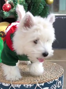 Áo nỉ fleece thu đông Giáng Sinh cho chó mèo áo Chistmas cho thú cưng - Đen Ta pet shop