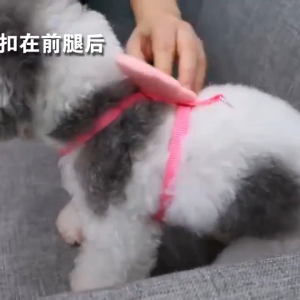 Ultimate Guide to Pet Dog Leashes, Collars & Angel Wing Harnesses