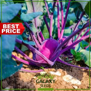 GalaxySeeds: Planting Kohl Rabi (Purple German Turnip) & Kohlrabi Seeds