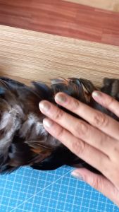 DIY Arts & Crafts Feathers | Bilog | 5-10cm | Natural Black Color