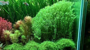 Rotala Rotundifolia Green青宫廷-emerged水上叶 /Aquatic plant/Tumbuhan Akuatik