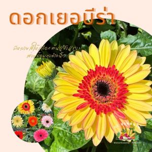 ต้นดอกเยอบีร่า ส่งแบบถุงขนาด 6นิ้ว (1ต้นมี1-2ดอก) มีสีให้เลือก ดอกไม้ประดับ