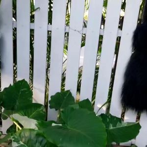 เสื้อกั้กขนแกะมองโกลแท้ สวยนุ่ม นน.เบา