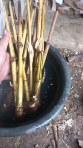 bambu kuning 1 pohon ber bongol