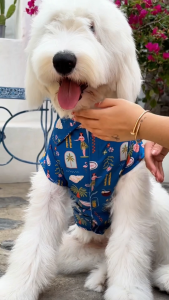 หมวกสัตว์เลี้ยง หมวกบักเก็ต Hawaiis Calling! ใส่ง่าย มีตัวล๊อค | CLAWSET.BKK