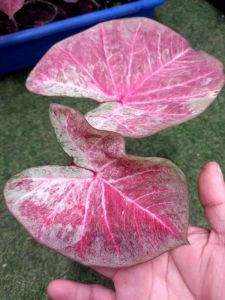 บอนสี ลูกไม้ชมพูด่าง กระถาง 4 นิ้ว ปล่อยตามภาพ