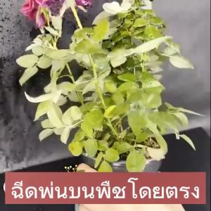 แมลงยา 500g ยากำจัดพืช หนอน ยาฆ่า ยากำจัดหนอน สารกำจัดแมลง ยาฆ่า กินใบ เพลี้ย มด เกษตร สวน เพลี้ยไฟ พลี้ยแป้ง กำจัดแมลงได้กว้างขวาง อะซีทามิพริด หนอนชอนใบ อะบาเม็กติน ยาปราบศัตรูพืช สารกำจัดศัตรูพืช ยาเคลื่อนไหว้ ยาฆ่า เพลี้ย สารกำจัดกระโดด