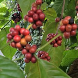 Cà phê bột ROBUSTA 90% mix ARABICA 10% rang mộc 69 BUÔN MÊ nguyên chất 100% gói 250g/500g