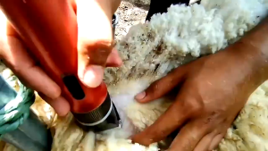BaoRun P6 Alat Mesin Cukur kambing domba di cas Bulu anjing kucing elektrik + Mata Pisau
