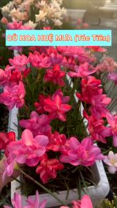Củ Hoa Huệ Mưa Thái Cánh Kép (Tóc Tiên) Mix 7 màu cực đẹp dễ trồng hoa nở từ 20-25ngày