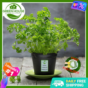 Green House® - Italian Curly Parsley Seeds for Planting Vegetable Plants (30 Seed) Planting Instruction for curled Plant