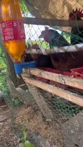 3/7/15/30Pcs Automatic Water drinker cup Bird feeder bowl Drinking cup for chicken pigeon quail Bird accessories