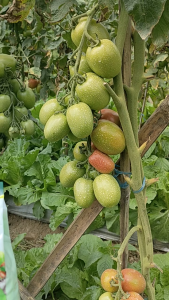 BORON TOP GOLDEN ZIP 1 KG | Pupuk Mikro Boron