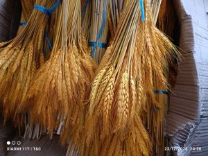 Bông lúa mạch nhuộm vàng