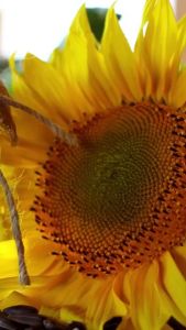 SUN FLOWER PLUS 100ML | MINYAK BIJI MATAHARI 100ML