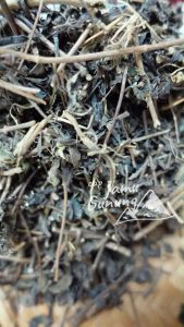 Asli Hutan!! Daun Kumis Kucing 100gr Organik