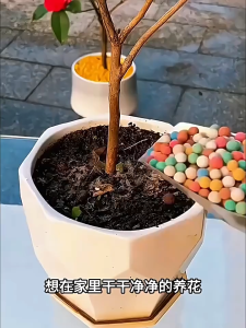 Premium LECA Hydroton LECA Balls/3Sizes Color Clay Pebbles/Colorful Pebbles For Garden Plants Decors