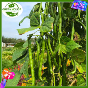 Green House® - Pinto Beans Seeds for Planting Vegetable Plants (20 Seed) incl. Instruction - Versatile Peruano Bush Bean