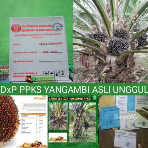 BIBIT POLONG KECAMBAH SAWIT DXP YANGAMBI ASLI UNGGUL BERSERTIFIKAT BIBIT POLONG SAWIT YANGGAMBI ASLI