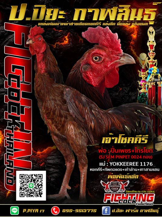 ไข่ไก่ชน ไข่เชื้อไก่ชน สายหยกคีรีโกวเซ้มฟาร์ม (12ฟอง) SJ SEM PINPET ...