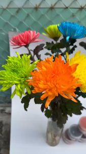 Thuốc nhuộm hoa tươi INDIA( 10gram pha được 1L nước)màu nhuộm hoa tươi bột nhuộm hoa lên màu chuẩn tiết kiệm chuyên cho hoa cắt cành Thuốc Nhuộm Hoa Từ Ấn Độ - Lazada