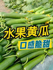 70SEEDS -CUCUMBER SEEDS HYBRID/EASY TO GROW/HIGH YIELDI-A657