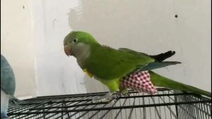 Rennas Bird Diaper Clothes Bird Suit Parrot Parakeet Pigeon Bird Toys For Bird Cage For Bird Feeder