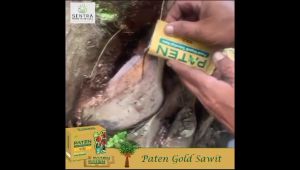 Pupuk Paten Gold Sawit Paket 1/2 Hektar (5 box)