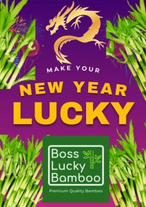 BOSS LUCKY BAMBOO - (HIGH QUALITY: SOLD PER STICK)