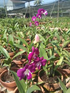 dendrobium burana pinky nots