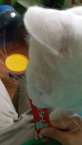 [NHẬP KHẨU THÁI - HŨ THỊT GÀ MIX🐣] INABA CIAO CHURU Hũ 50 Thanh Súp Thưởng Cho Mèo Thơm Ngon Tới Giọt Cuối Cùng