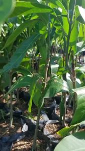 Bibit Mangga Red Ivory Unggul