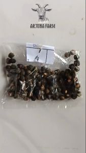 Benih Angkung Kering Isi 100: Panduan Lengkap untuk Pemula