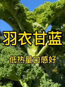 500pcs high-quality kale seeds 优质羽衣甘蓝种子for year-round sowing of vegetable seeds fitness juicing salad vegetables四季播种蔬菜种子健身榨汁沙拉蔬菜