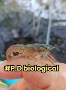 กุ้งก้ามแดงเพื่อการบริโภค 1”-1.5"(30)