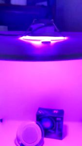 Horici Lampu Downlight Led 8W 12W 3 Warna Kuning Biru Ungu / Putih Kuning WW Panel Led Lampu Plafon