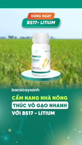 BS17 Litium Phân bón vô gạo nhanh cây lúa trổ đều trổ thoát cứng cây xanh lá đày chắc hạt nặng ký (250ml)/ Chế phẩm sinh học cho cây lúa - Lazada
