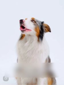 500ML cat and dog cleaning liquid pet liquid deodorant long-lasting fragrance bath puppies special bath liquid